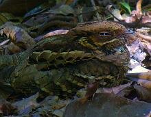 Common Pauraque